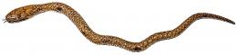 854 - SERPIENTE