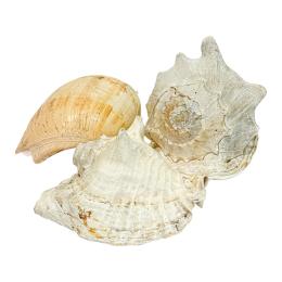 933 - TRES GRANDES CARACOLAS DE MAR 