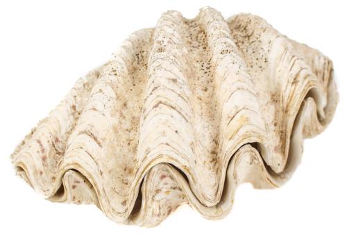 DOS CONCHAS