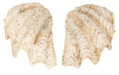 DOS CONCHAS