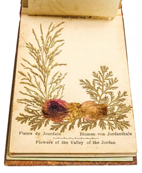 "FLORES DE TIERRA SANTA. JERUSALEM"