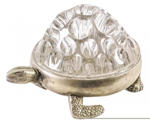 TORTUGA VIOLETERO