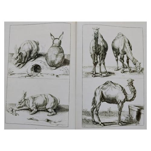 LUMEN PICTURAE: MANUAL DE DIBUJO CLÁSICO