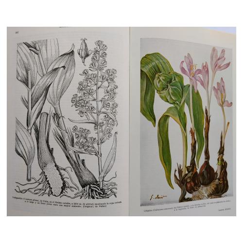 PLANTAS MEDICINALES: EL DIOSCÓRIDES RENOVADO