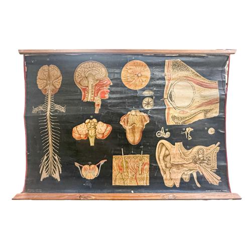 GRÁFICOS ENRROLLABLES DEL CUERPO HUMANO DE MEDIADOS DEL S.XX