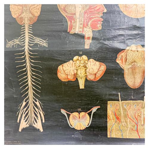 GRÁFICOS ENRROLLABLES DEL CUERPO HUMANO DE MEDIADOS DEL S.XX