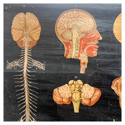 GRÁFICOS ENRROLLABLES DEL CUERPO HUMANO DE MEDIADOS DEL S.XX