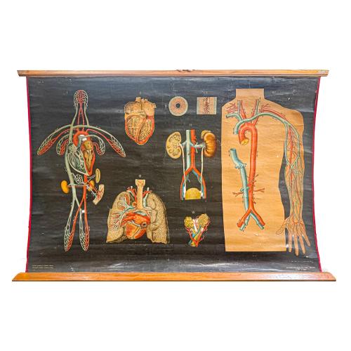 GRÁFICOS ENRROLLABLES DEL CUERPO HUMANO DE MEDIADOS DEL S.XX