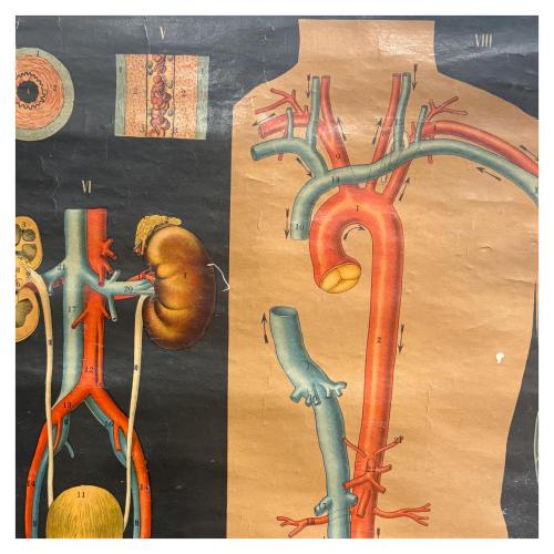 GRÁFICOS ENRROLLABLES DEL CUERPO HUMANO DE MEDIADOS DEL S.XX