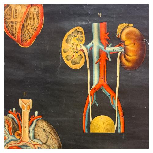 GRÁFICOS ENRROLLABLES DEL CUERPO HUMANO DE MEDIADOS DEL S.XX