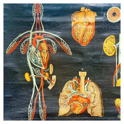 GRÁFICOS ENRROLLABLES DEL CUERPO HUMANO DE MEDIADOS DEL S.XX