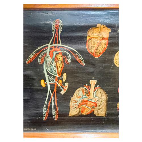 GRÁFICOS ENRROLLABLES DEL CUERPO HUMANO DE MEDIADOS DEL S.XX