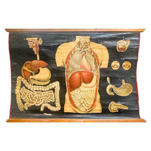 GRÁFICOS ENRROLLABLES DEL CUERPO HUMANO DE MEDIADOS DEL S.XX