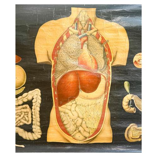 GRÁFICOS ENRROLLABLES DEL CUERPO HUMANO DE MEDIADOS DEL S.XX